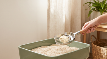 A stainless steel scoop lifting one firm clump of plant-based clumping cat litter from a sage green litter box