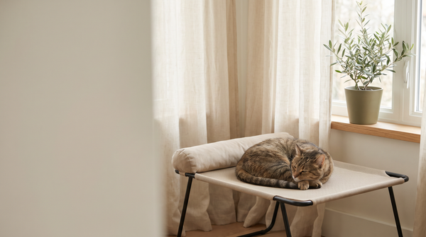 A tabby cat sleeping on an elevated mesh cat bed with a bolster cushion beside a bright window