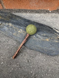 Catnip Lollipop Cat Toy with a round catnip ball head on a natural silvervine stick